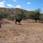 Tierra de Amor y Coraje es una historia de vaqueros que se graba en imponentes ranchos de Arizona.